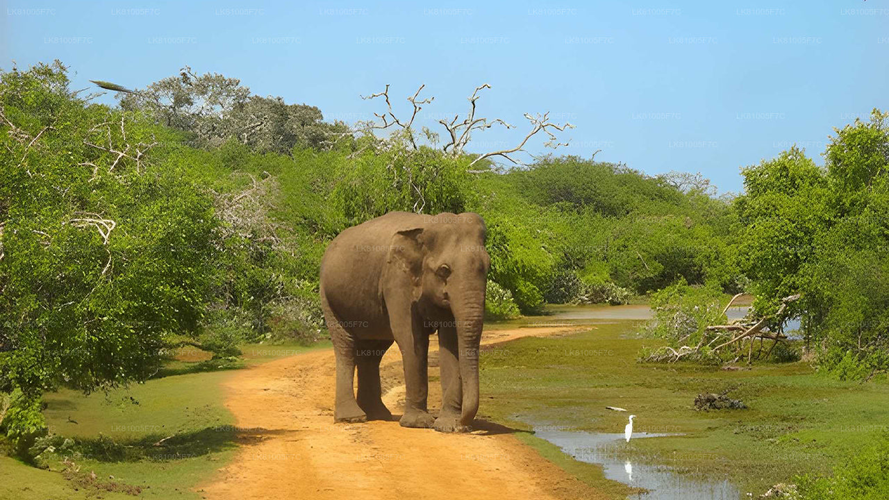 Safari por el Parque Nacional Bundala desde el puerto de Hambantota