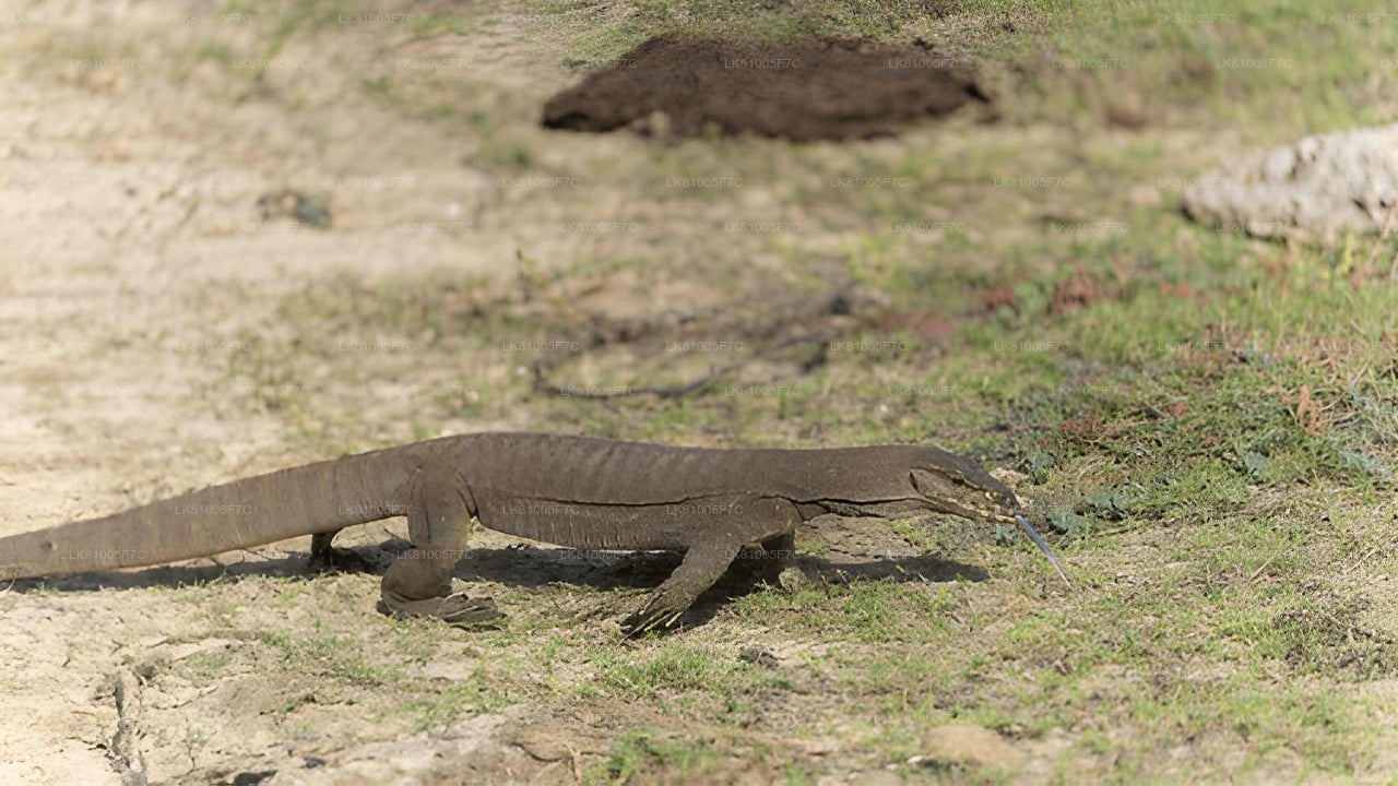 Safari por el Parque Nacional Bundala desde el puerto de Hambantota