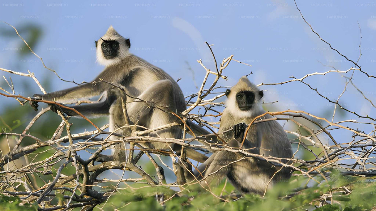 Safari por el Parque Nacional Bundala desde el puerto de Hambantota