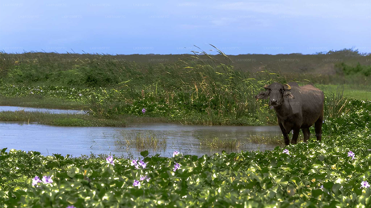 Safari por el Parque Nacional Bundala desde el puerto de Hambantota