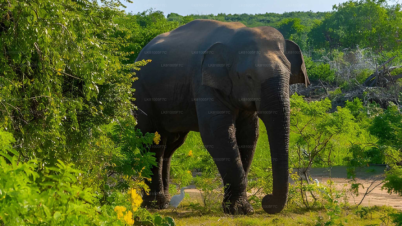 Safari por el Parque Nacional Bundala desde el puerto de Hambantota