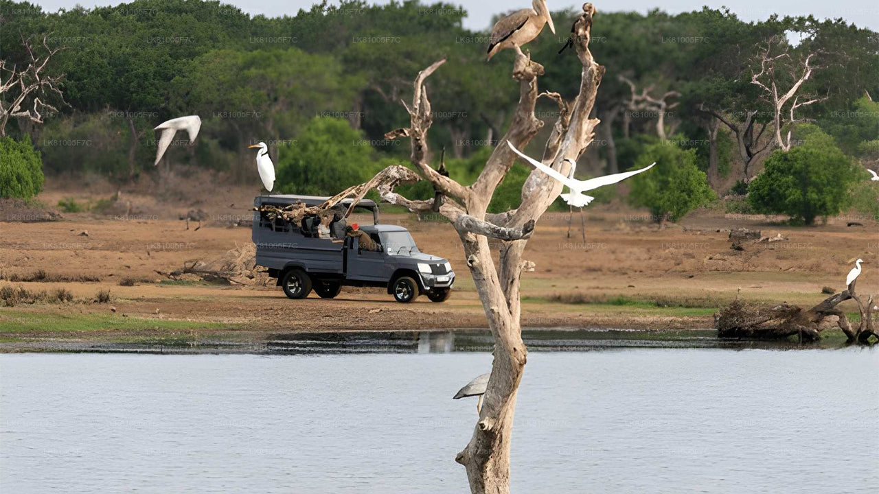 Safari por el Parque Nacional Bundala desde el puerto de Hambantota