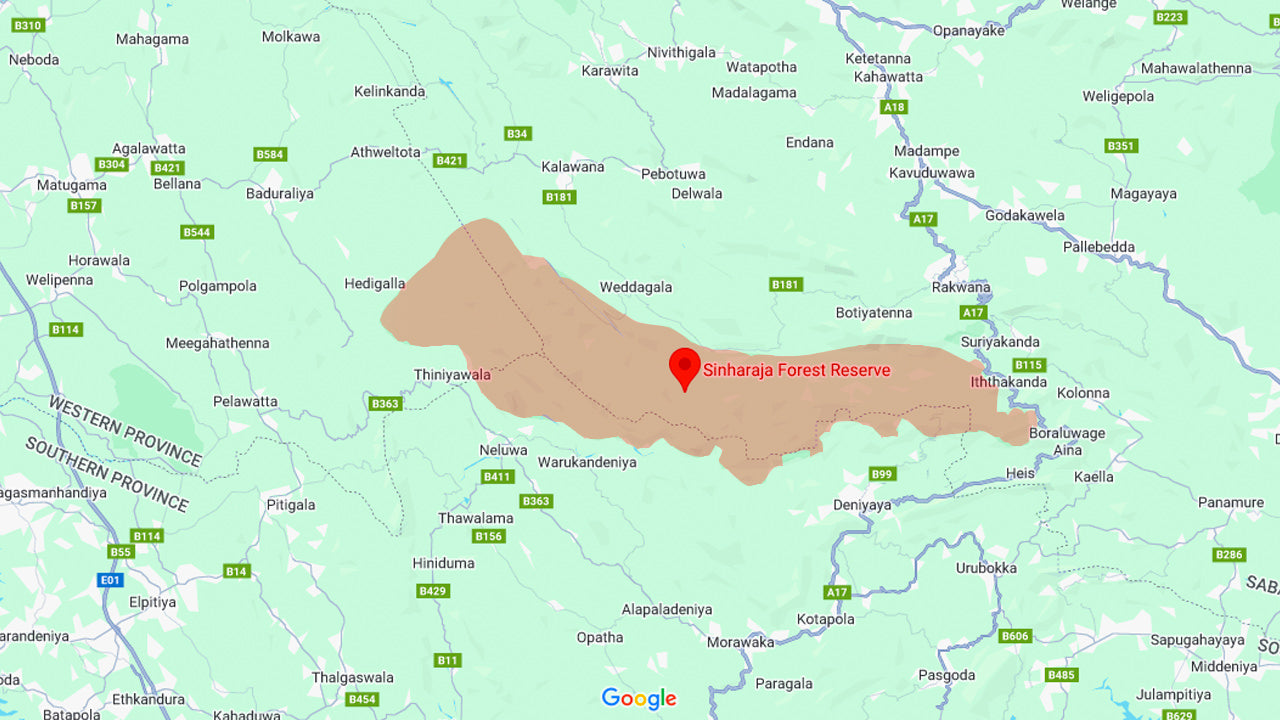 Excursión de aventura por la selva tropical de Sinharaja