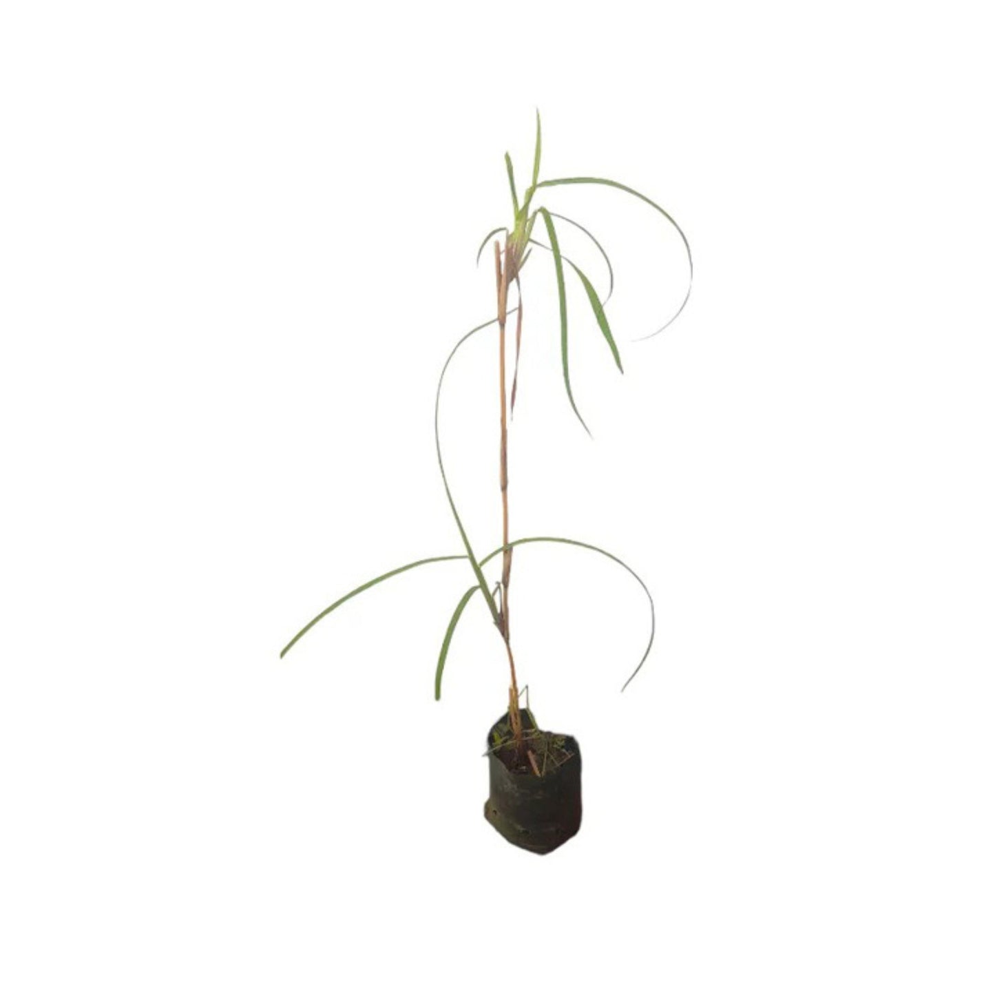 Planta Lakpura® Ithana