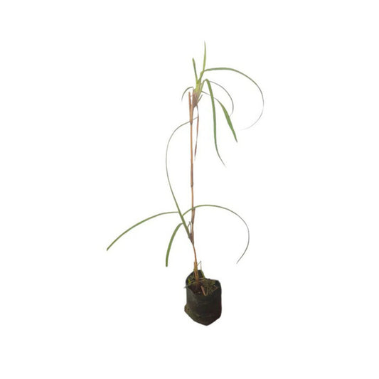 Planta Lakpura® Ithana