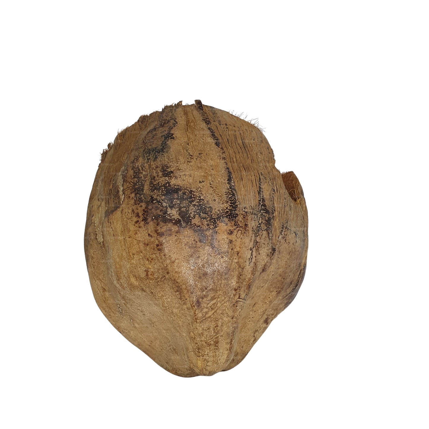 Escondite de cacao Bivenro Natural 3/4 con diseño de cáscara (tamaño único)