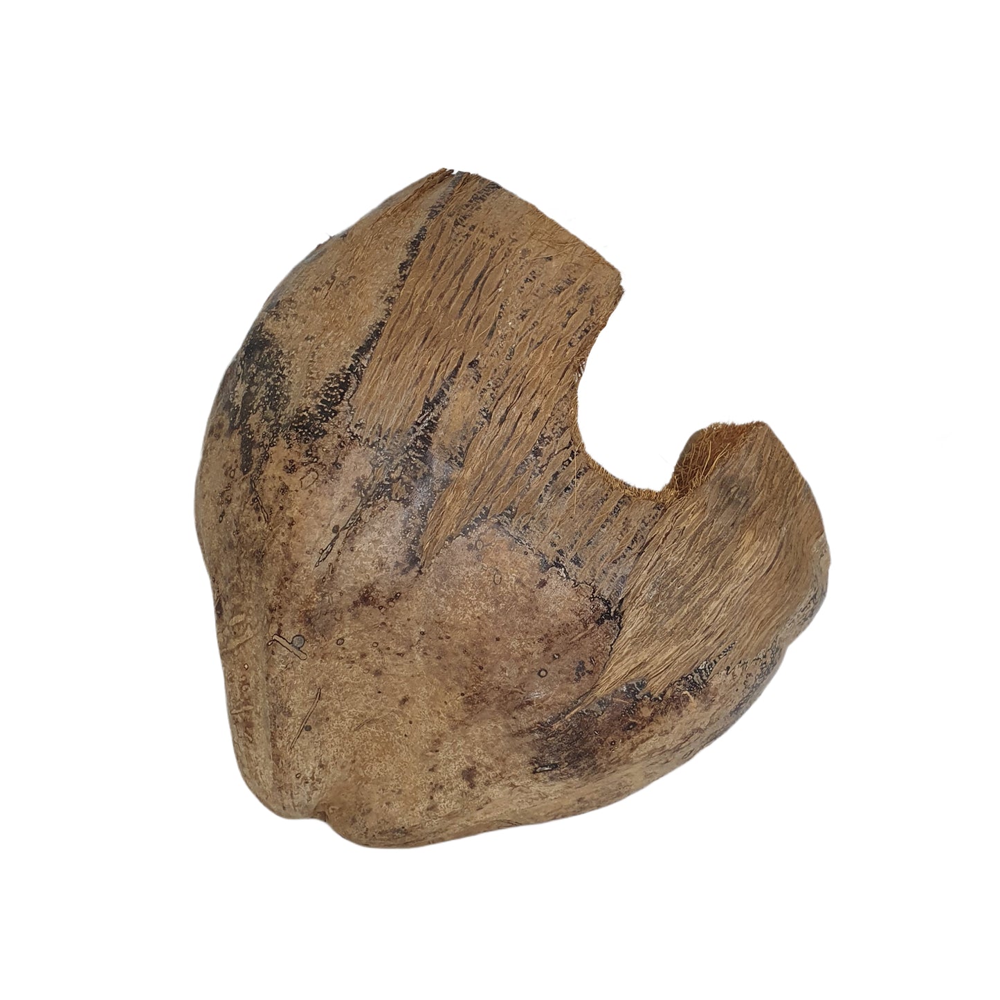 Escondite de cacao Bivenro Natural 3/4 con diseño de cáscara (tamaño único)