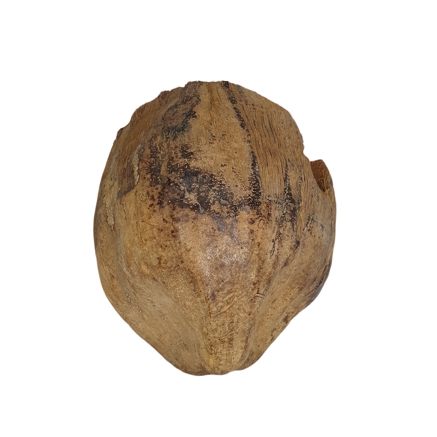 Escondite de cacao Bivenro Natural 3/4 con diseño de cáscara (tamaño único)