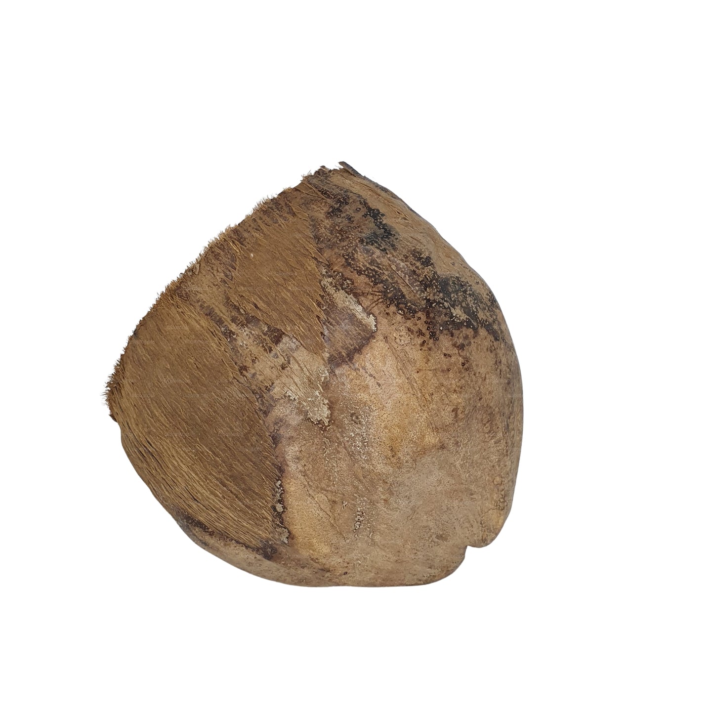 Escondite de cacao Bivenro Natural 3/4 con diseño de cáscara (tamaño único)