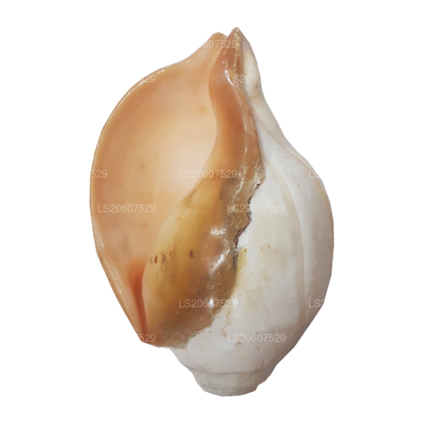 Lakpura, Sri Lanka, Hakgediya