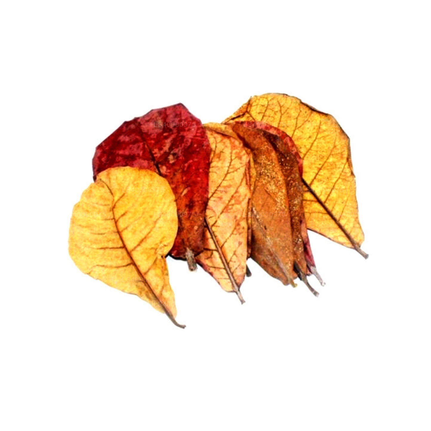 Lakpura deshidratada (Kottan, Kottamba, almendra india) Terminalia catappa 100 hojas (100 g)