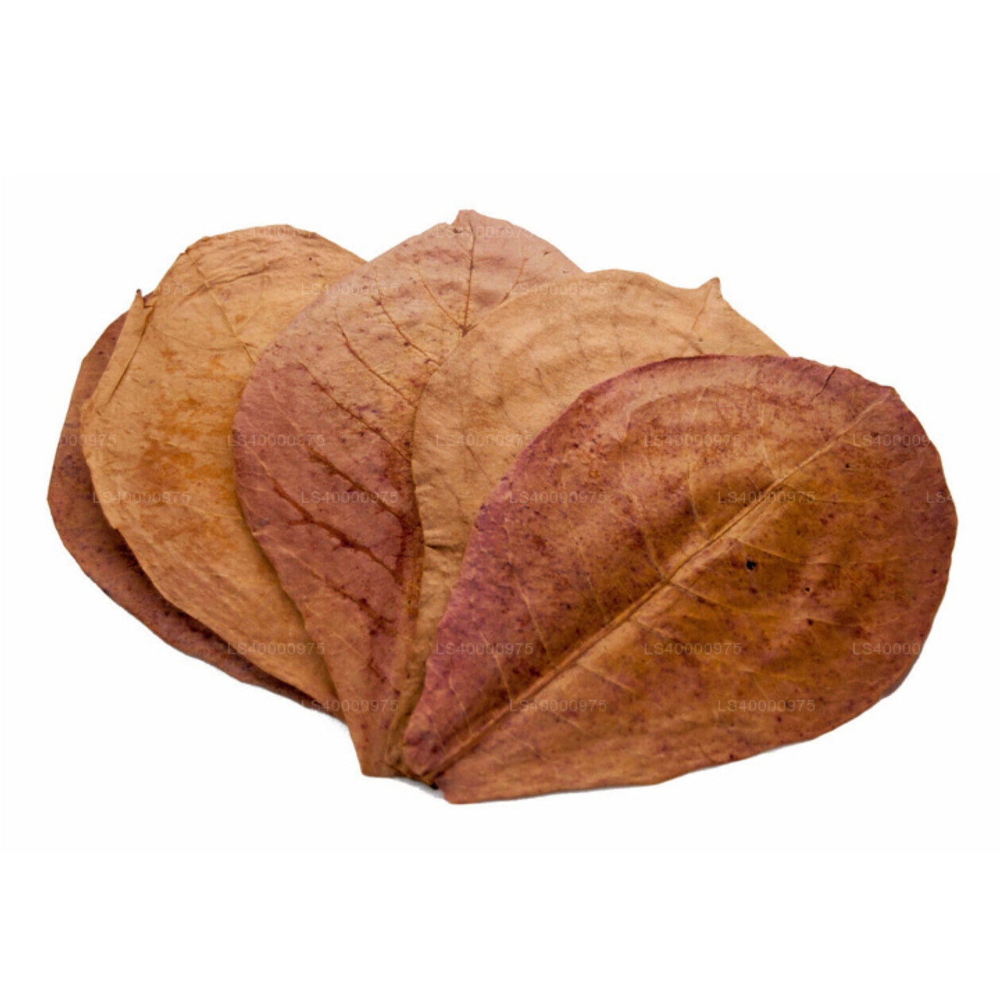 Lakpura deshidratada (Kottan, Kottamba, almendra india) Terminalia catappa 100 hojas (100 g)