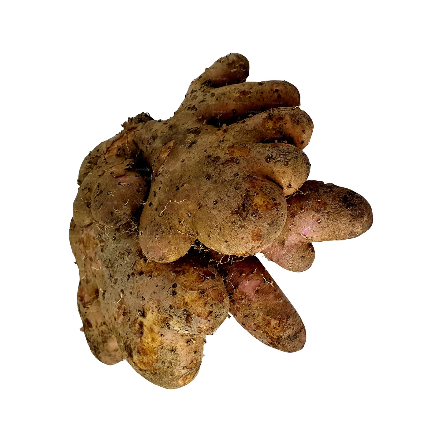 Jamón Lakpura Hingurala