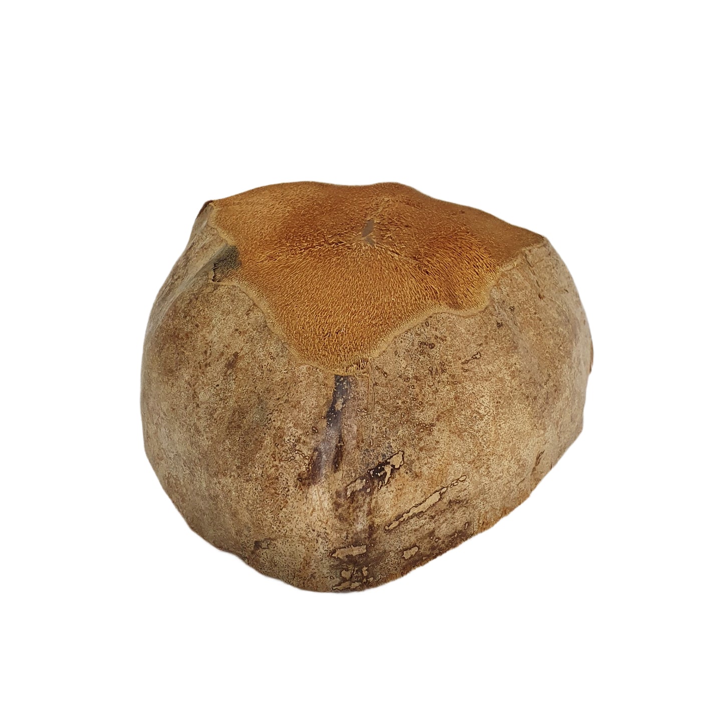 Diseño de maceta de coco natural Bivenro (tamaño único)