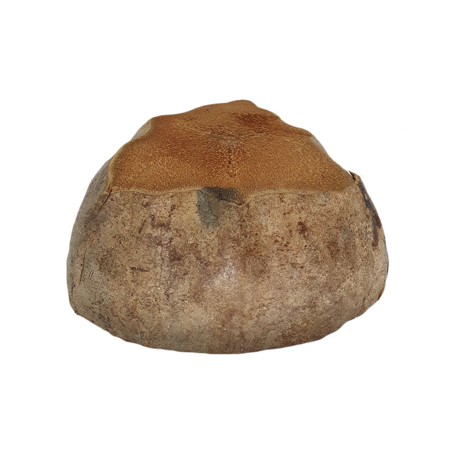 Diseño de maceta de coco natural Bivenro (tamaño único)