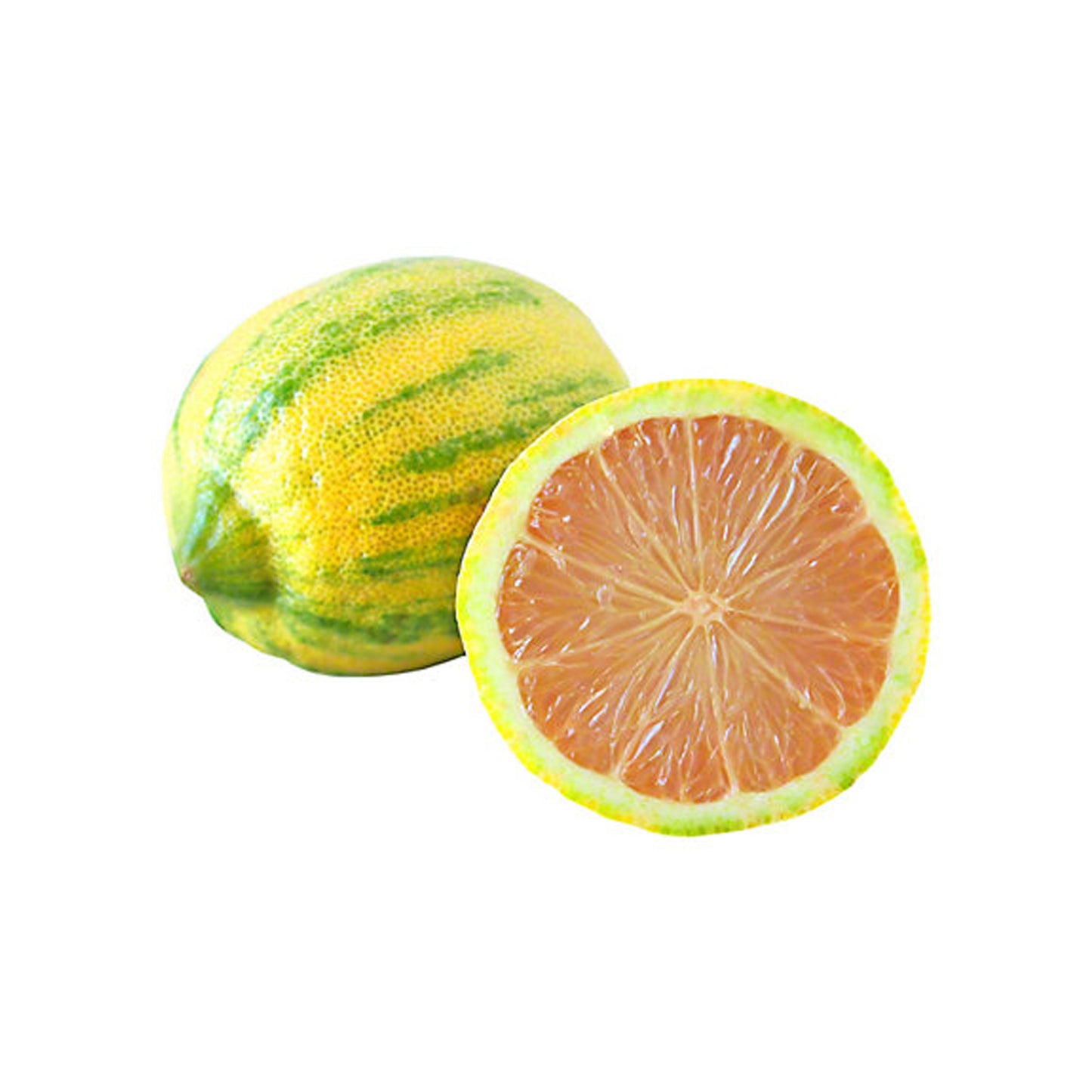 Lakpura Variagated Lemon (Pink Lemon) Layered Plant