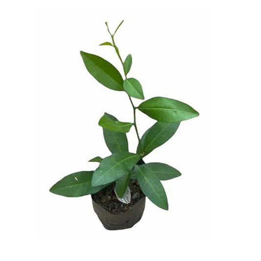 Yaki Naran () Plantas medicinales