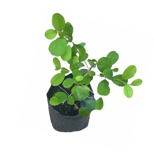 Katupila () Plantas medicinales