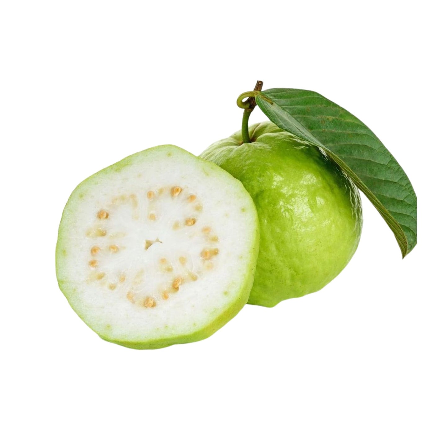Planta frutal de guayaba Lakpura Kilo