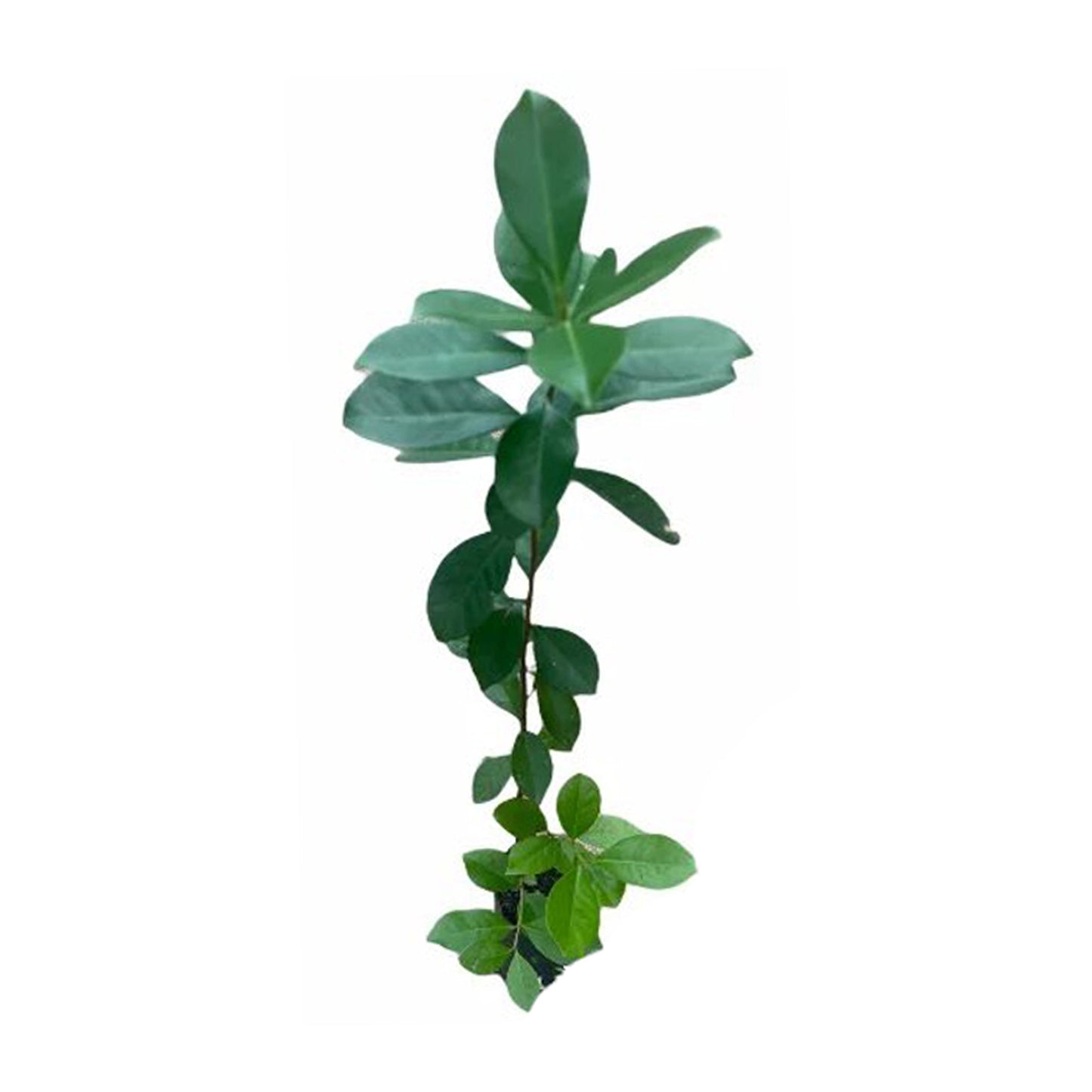 Planta frutal de guayaba china roja Lakpura