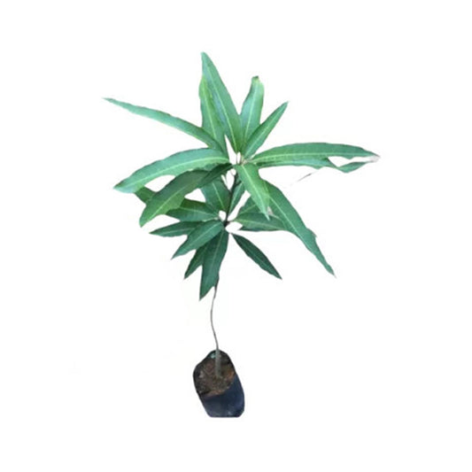 Planta frutal Vilad Mango ()