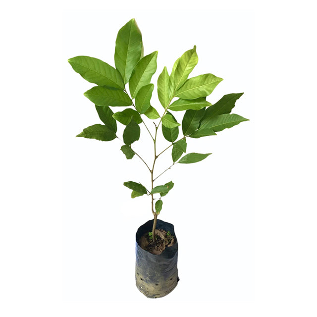 Lakpura Malwana Budded Red Rambutan Fruit Plant