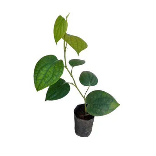 Plantas de pimiento de vid Lakpura® (Wel Gammiris)