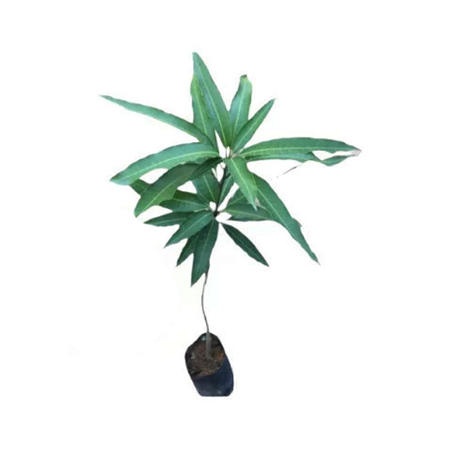 Planta de mango Lakpura® Vellaikolumban