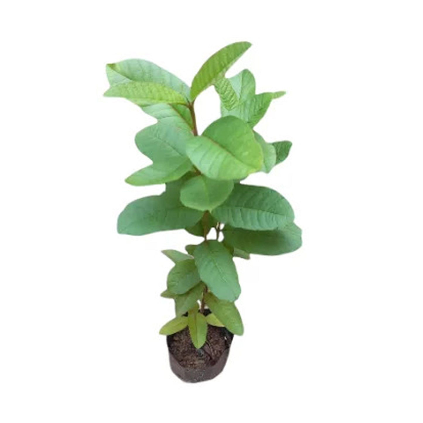 Planta frutal Lakpura, manzana blanca y guayaba