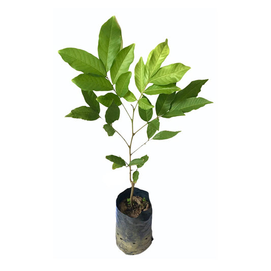 Lakpura Malaysian Budded Red Rambutan Fruit Plant