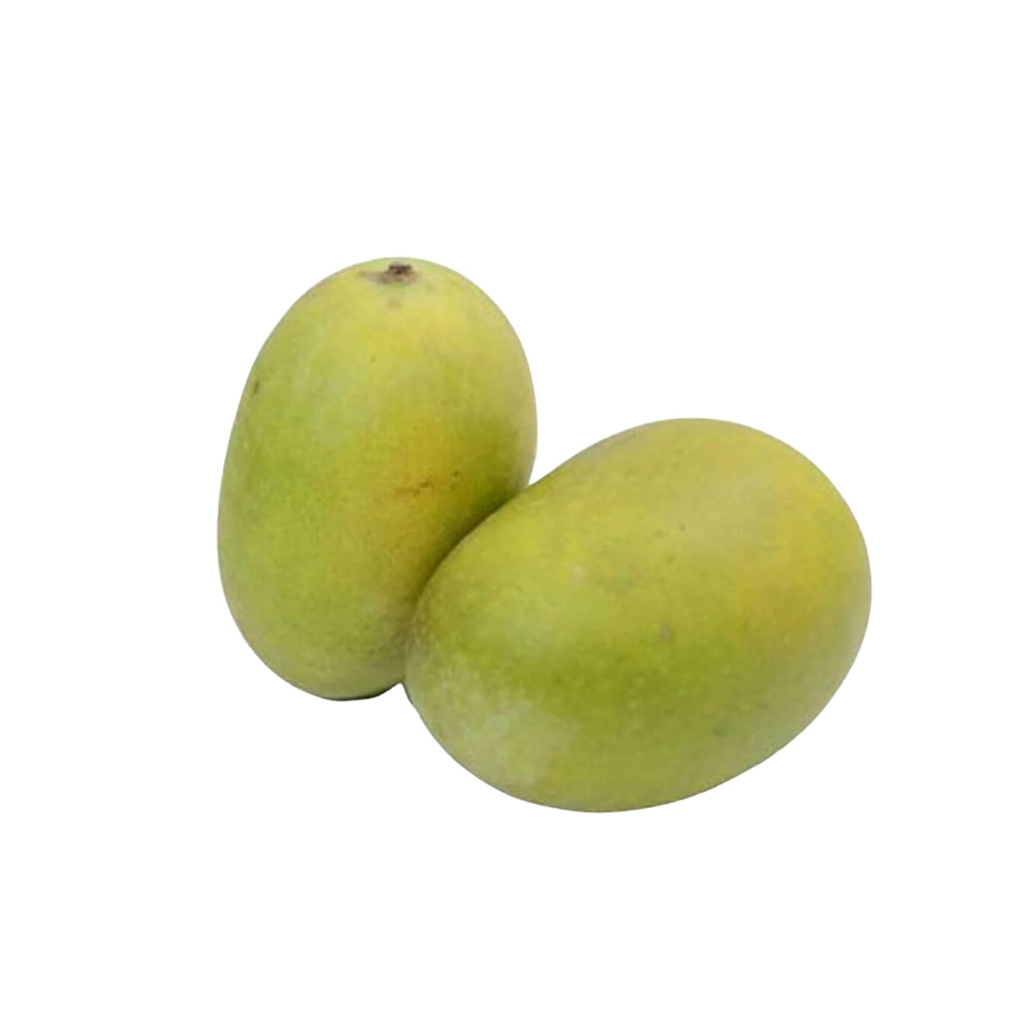 Planta injertada de mango Lakpura® Dampara