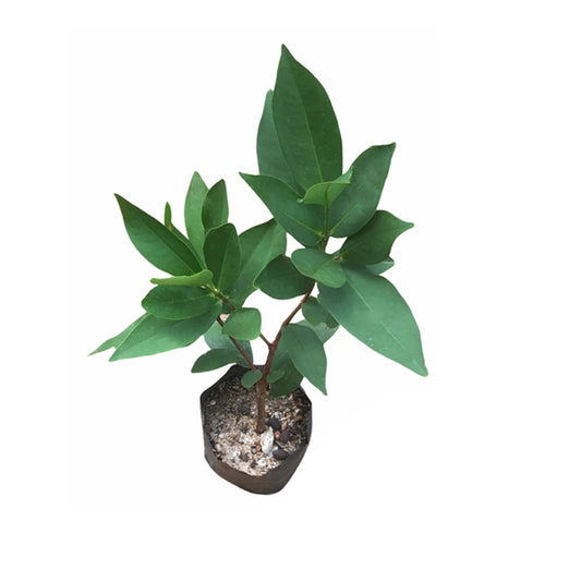 Planta de manzana rosa blanca Lakpura®