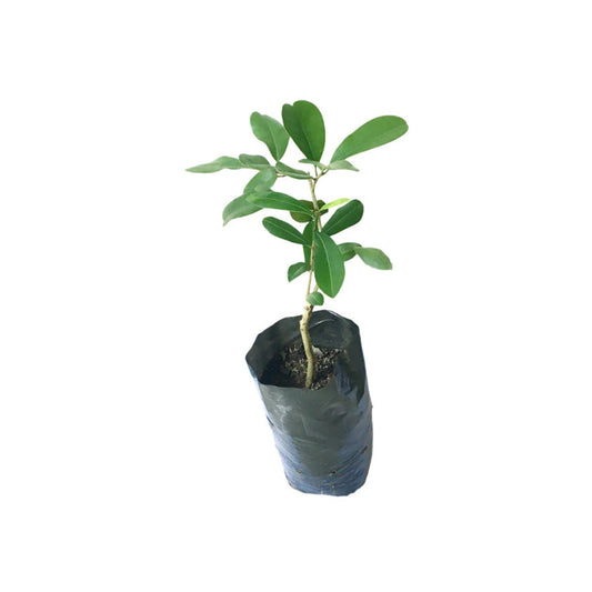 Lakpura® Palu Plant