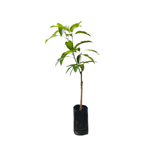 Planta injertada de mango Lakpura® TJC