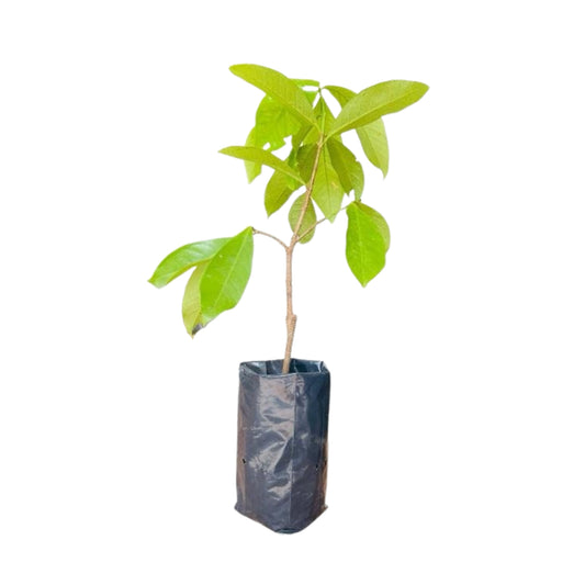 Lakpura Lansone (Gaduguda ) Plant