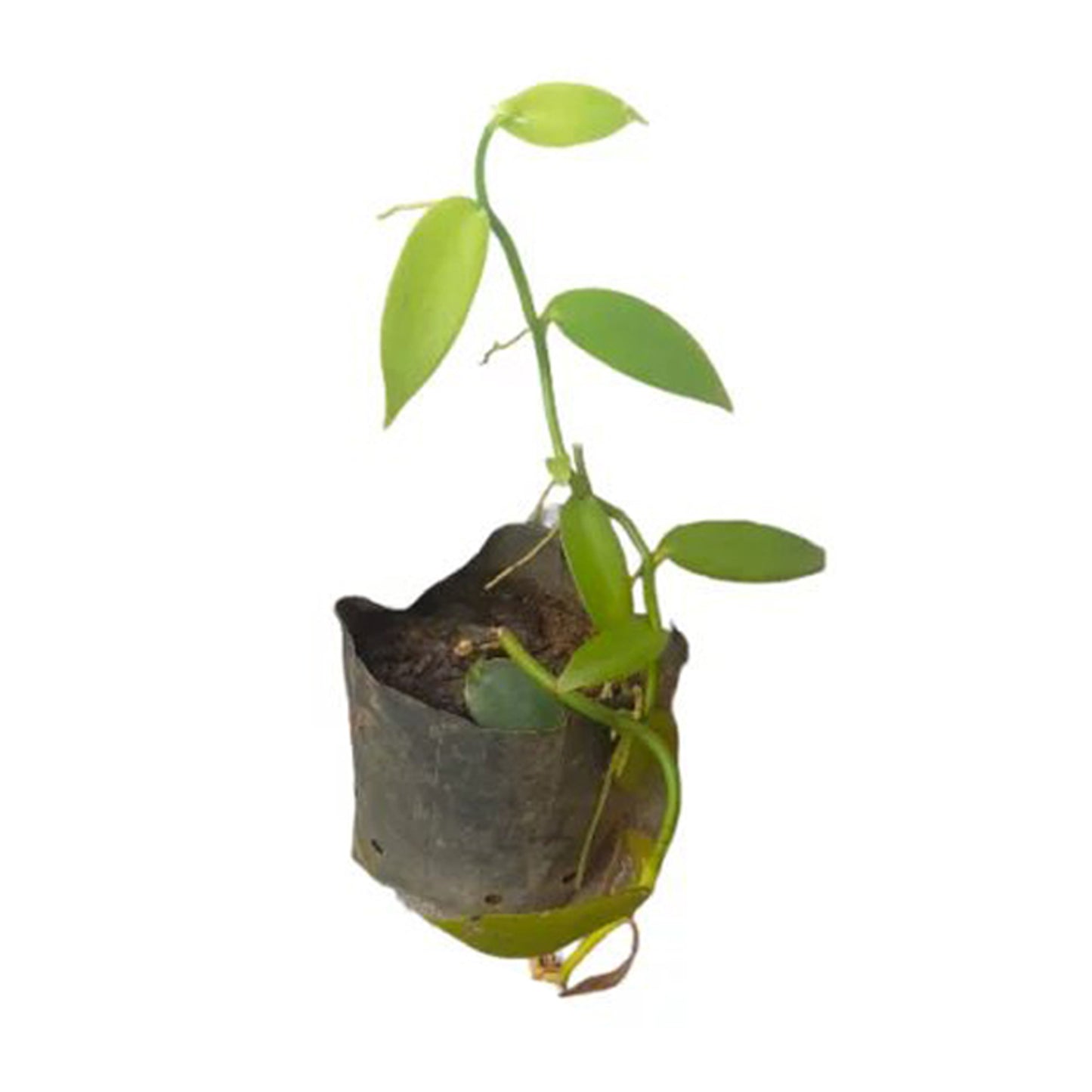 Vainilla () Plantas de especias