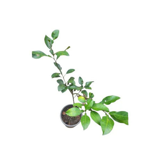 Planta injertada de pomelo blanco tailandés Lakpura®