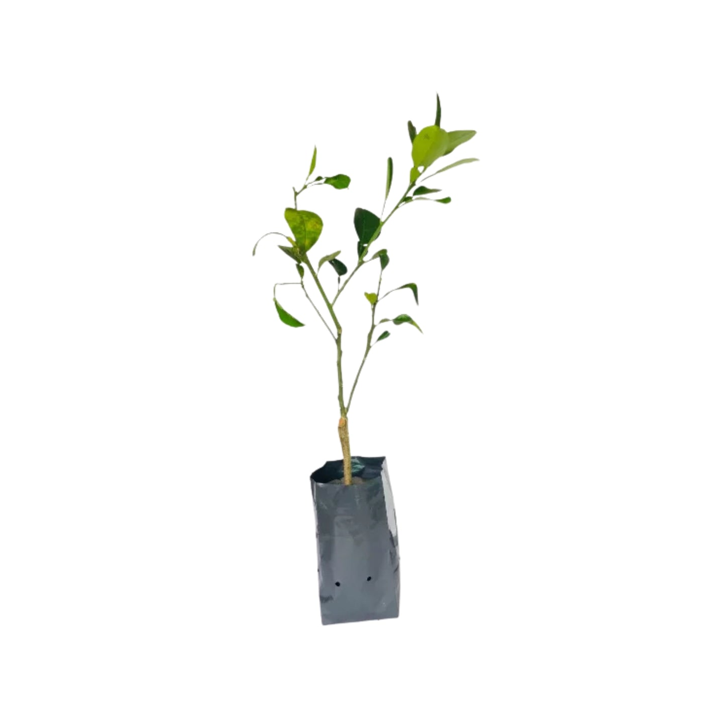 Planta injertada de pomelo blanco tailandés Lakpura®