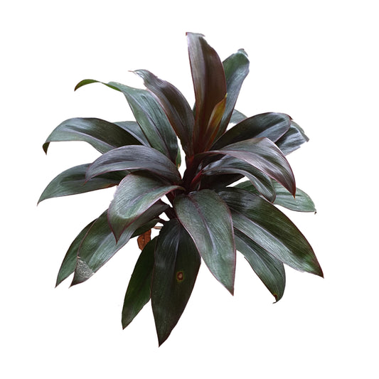 Hojas compactas púrpuras Lakpura® de Dracaena, medianas