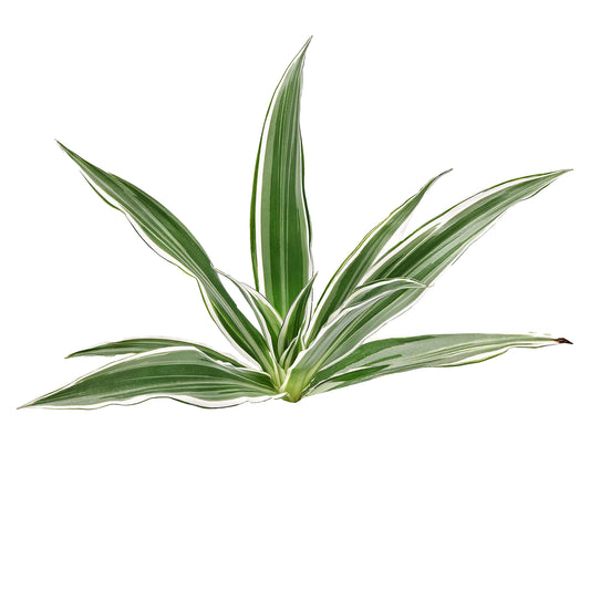 Lakpura Dracaena Sanderiana blanca (50 hojas) mediana