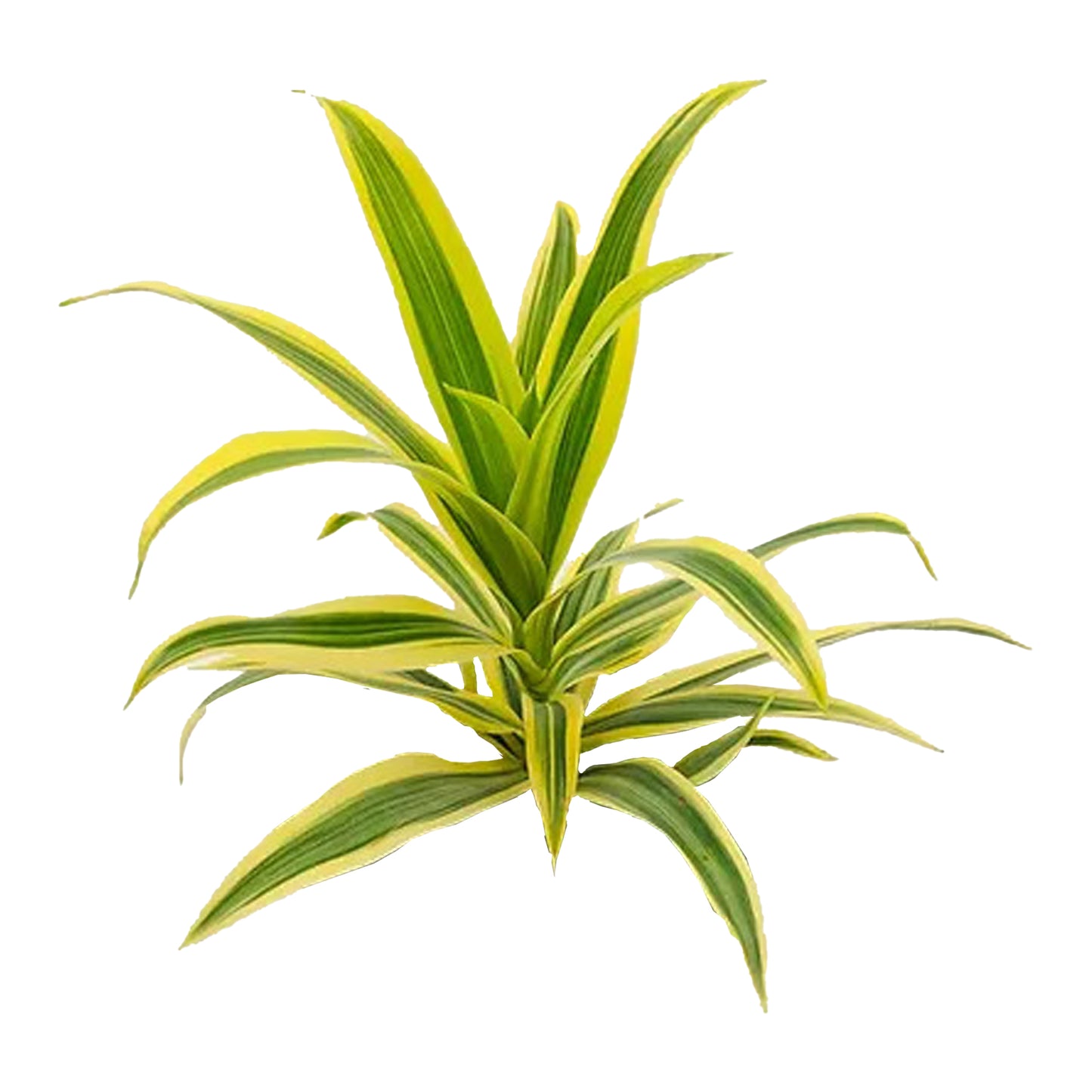 Lakpura Dracaena Reflexa «Canción de la India» (50 hojas), tamaño mediano