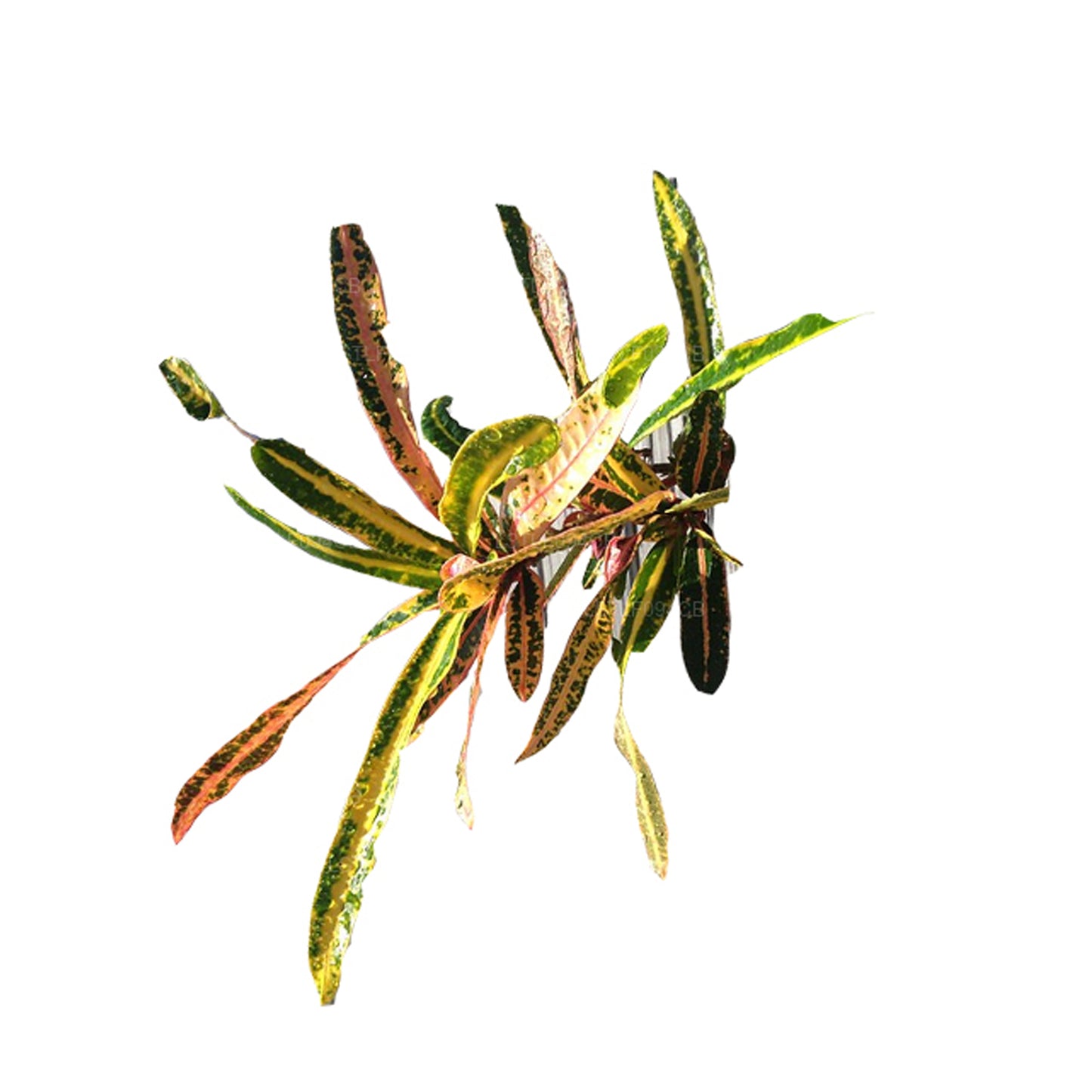 Croton Lakpura Victoria Gold Bell (50 hojas)