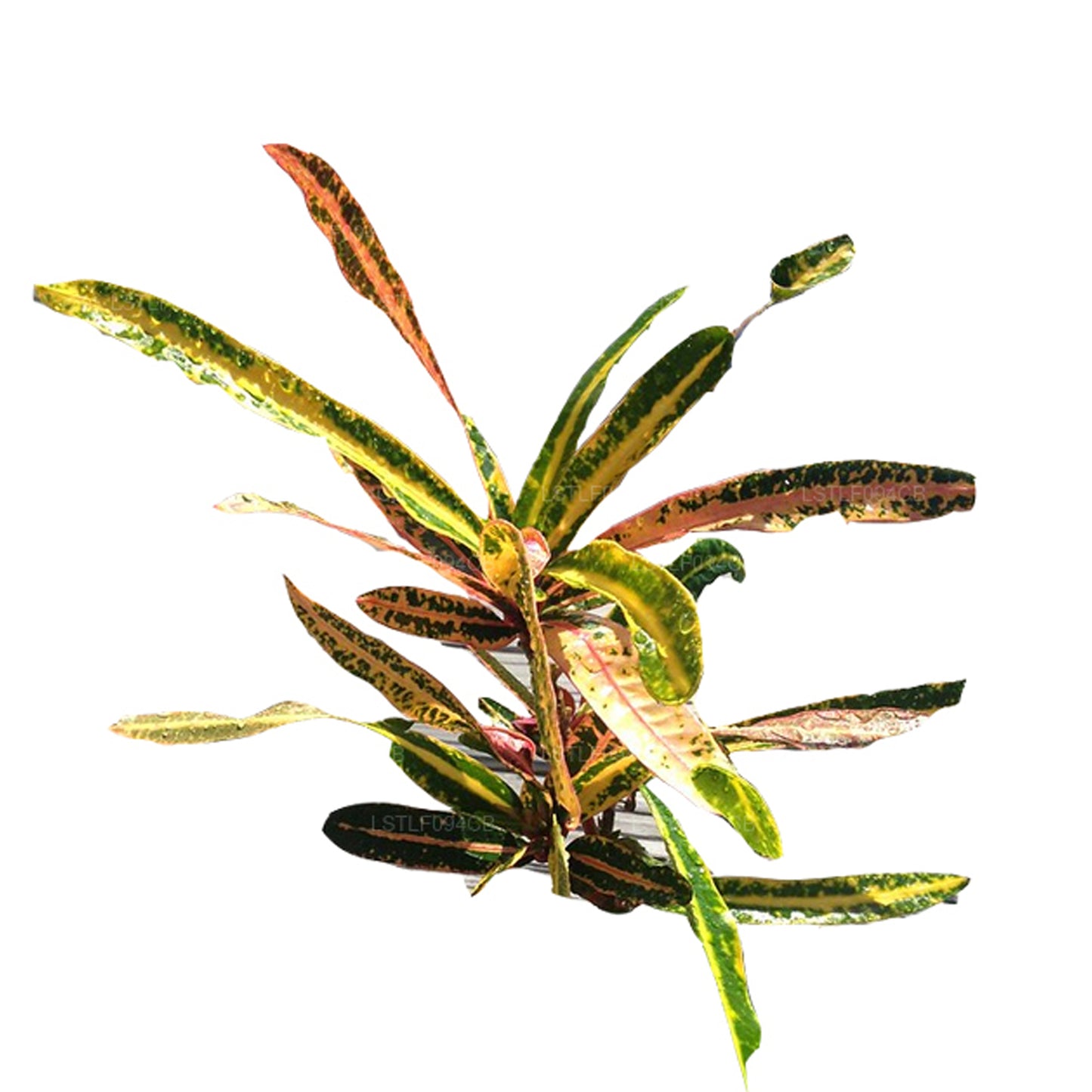 Croton Lakpura Victoria Gold Bell (50 hojas)