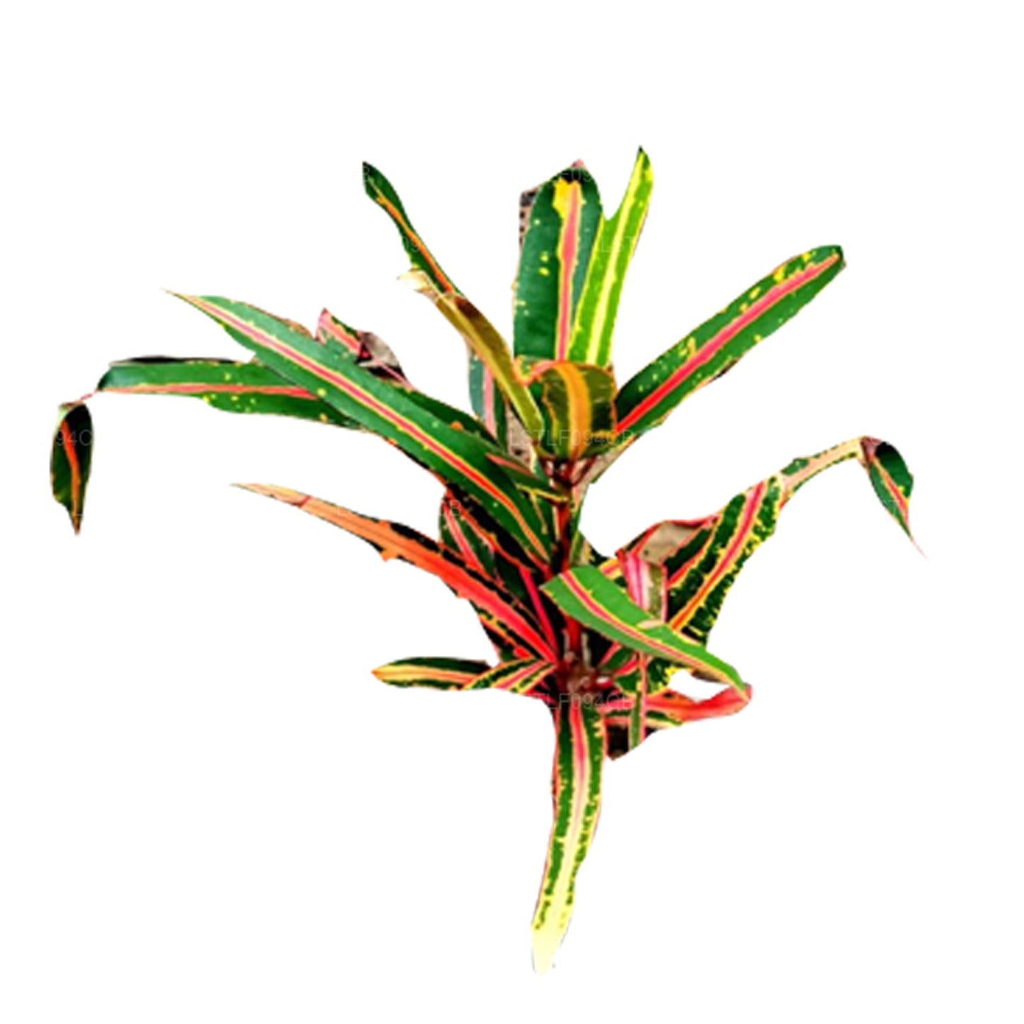 Croton Lakpura Victoria Gold Bell (50 hojas)