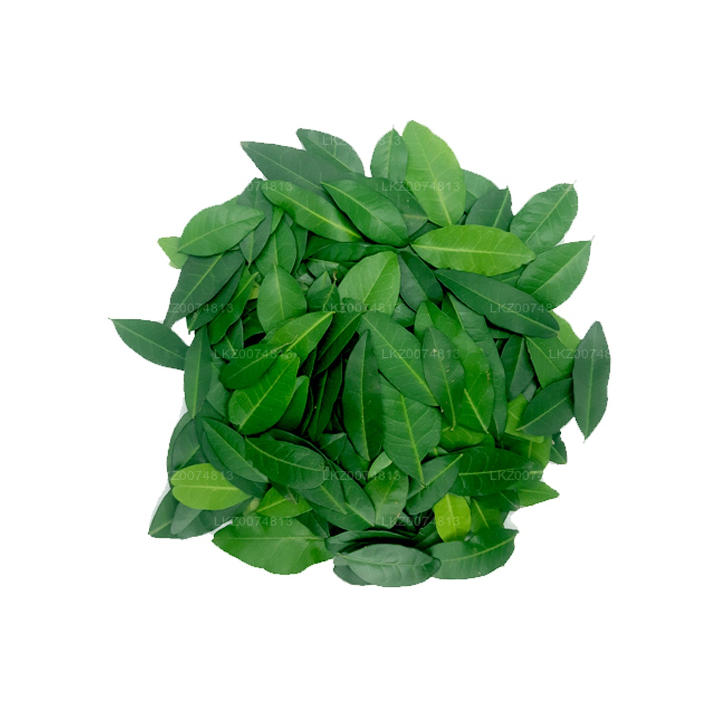 Yaki Naran fresco de Lakpura (Atalantia Ceylanica), 100 hojas