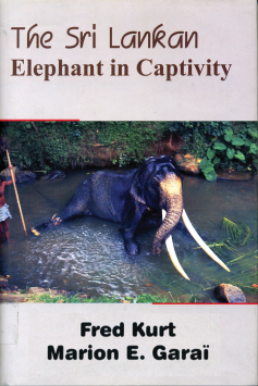 Sri Lankan Elephant in Captivity