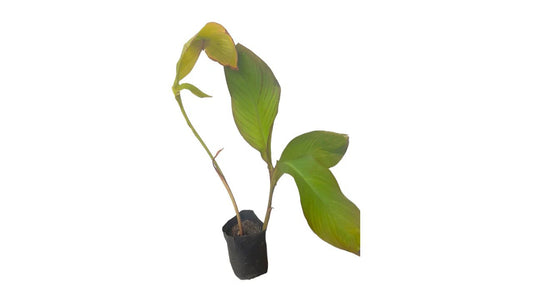 Lakpura Buthsarana Plant