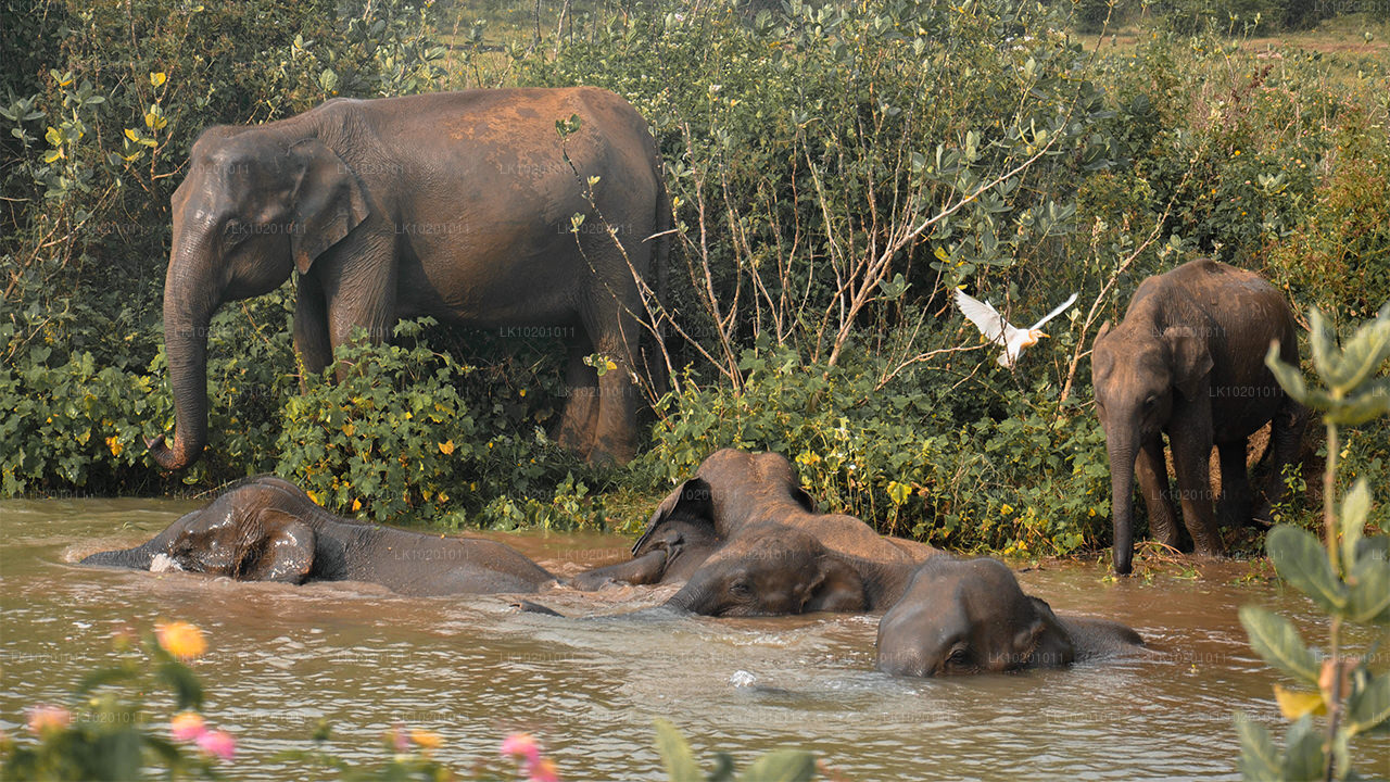 Udawalawe y Galle desde Colombo (2 días)