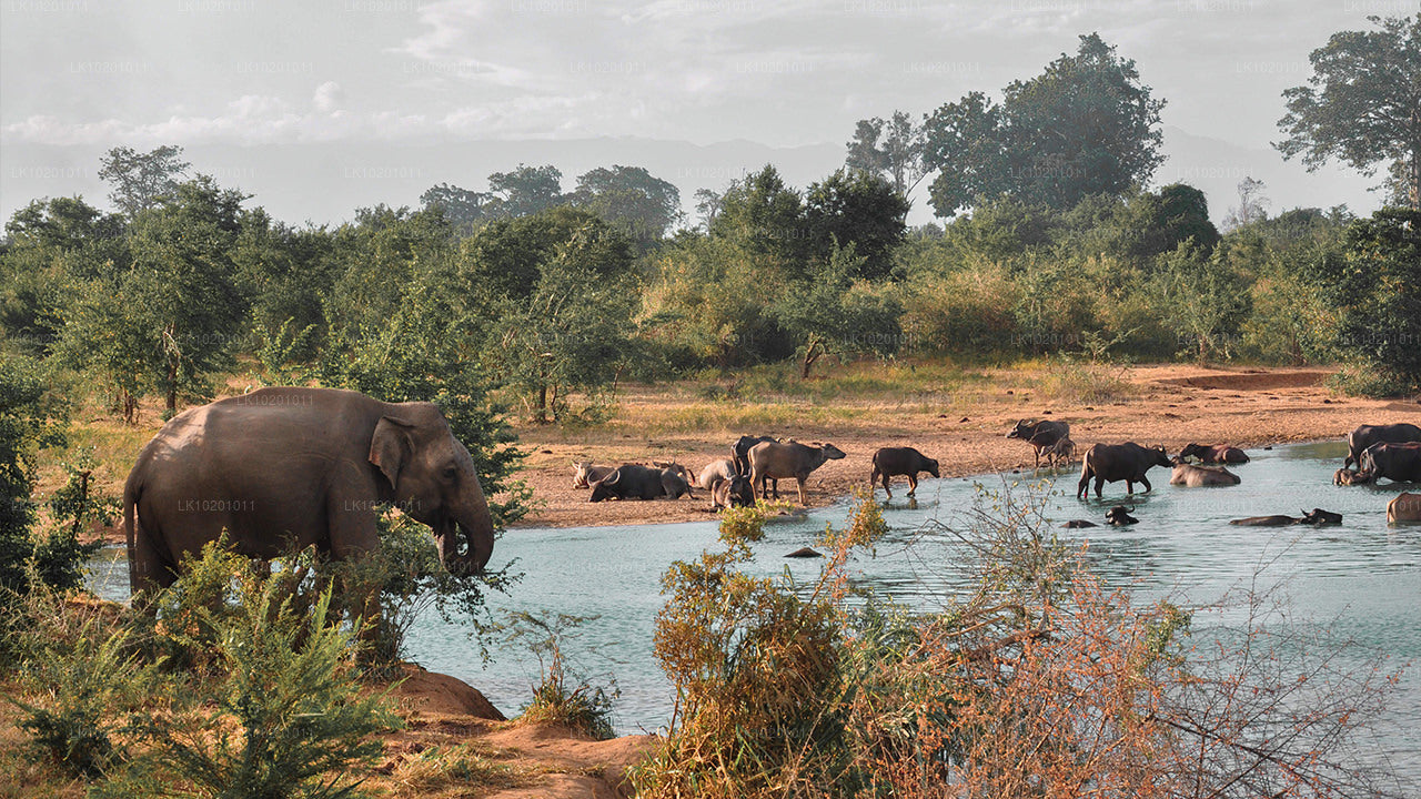 Udawalawe y Galle desde Colombo (2 días)