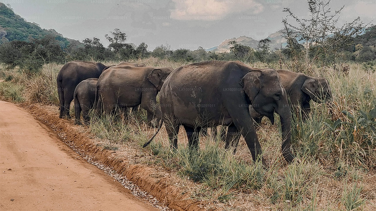 Udawalawe y Galle desde Colombo (2 días)